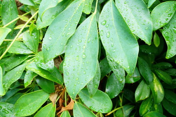 Leaves After Rain: Close-up of Fresh Water Droplets After Evening Shower