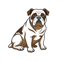Bulldog sitting on white background  