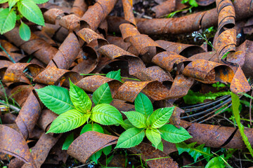 Twisted strips of rusty metal
