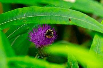 bee on thistle