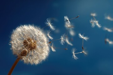 Obraz premium A mature dandelion clock against a deep blue sky, its seeds dispersing on a gentle breeze, creating a sense of lightness and freedom