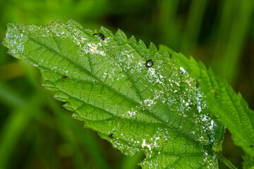 green leaf with dew