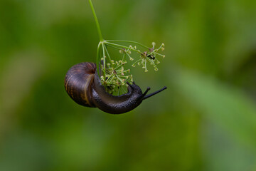 snail on a leaf macro