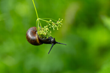 snail on a leaf macro shot