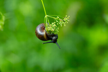 snail on a leaf