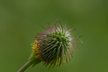 thistle flower in bloom