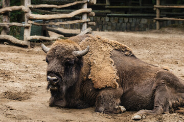 american bison in the wild