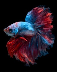 Fototapeta premium Vibrant Siamese fighting fish, also known as betta, swim in a tropical aquarium with fins and tails, isolated on a black background