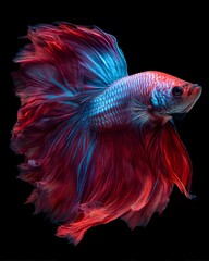 Fototapeta premium Siamese fighting fish or Betta fish with flowing fins, a vibrant tropical pet perfect for aquarium design, isolated on black