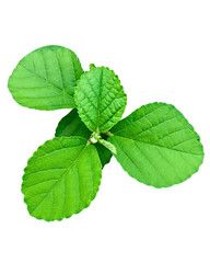 Fresh Green Leaf Isolated PNG Transparent Background | Herbal Plant Clipart High-resolution botanical clipart perfect for eco-friendly, herbal, and nature-related