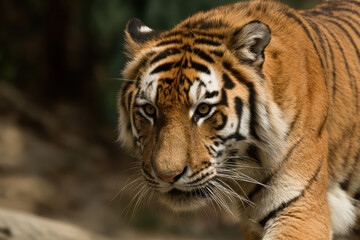 Fototapeta premium capture dynamic portraits of top animals in motion against minimalist background with beautiful bokeh