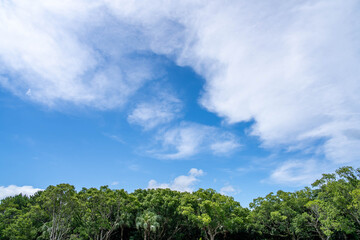 広がる空と淡い色彩の森