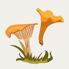 Chanterelle mushrooms sprouting from grass, natural forest element. For forest food concepts, organic design, or seasonal decorations.