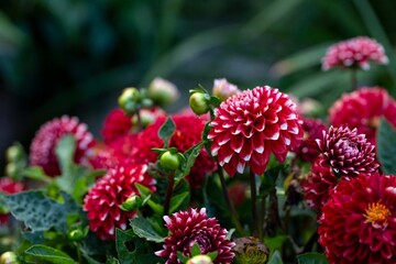 Lush red dahlias in a flower bed. Perennial flowers.
