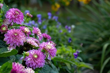 Obraz premium Lush bright dahlias on a flower bed. Perennial flowers.
