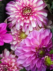 Fototapeta premium Lush bright dahlias on a flower bed. Perennial flowers.