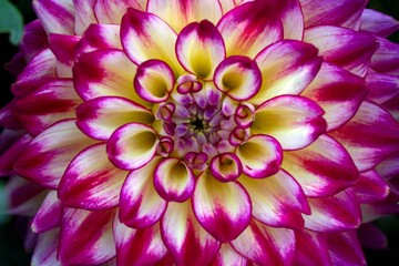 Fototapeta premium Lush bright dahlias on a flower bed. Perennial flowers.