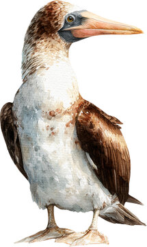 Watercolor painting of a brown footed booby bird isolated on transparent background