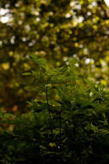 green leaves in autumn