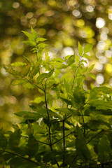 green leaves background