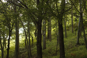 Morning in the forest