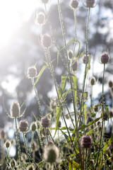 Summer plants in the field