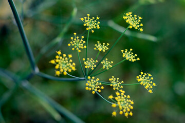 Yellow flowers in the forest