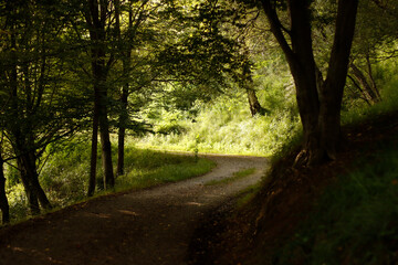 Forest in the morning