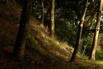 Forest in the morning
