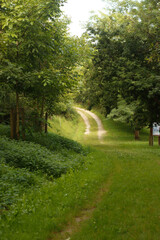 Path in the park