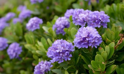 Fototapeta premium a large cluster of purple and blue Aokino ground cover flowers, with green leaves in the background.