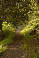 Forest in the morning