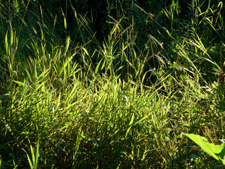 Sunlit Wild Grasses and Green Foliage in a Summer Field