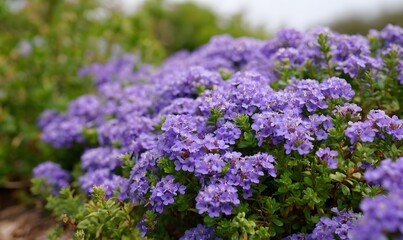 Obraz premium a large cluster of purple and blue Aokino ground cover flowers, with green leaves in the background.