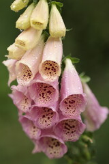 pink and white Digitalis close up on the dark background