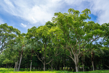 広葉樹とヤシの木の自然風景