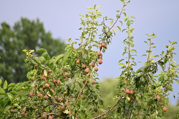 Fresh Seasonal Fruit on Branches in Natural Light
