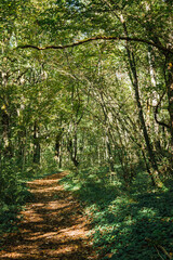 Chemin en forêt. Sentier forestier. Route dans les bois. Forêt au printemps. Ombres et lumières dans une forêt. Chemin de randonnée en campagne.