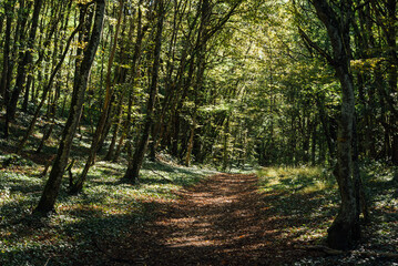 Obraz premium Chemin en forêt. Sentier forestier. Route dans les bois. Forêt au printemps. Ombres et lumières dans une forêt. Chemin de randonnée en campagne.