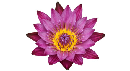 Isolated Water Lily Blossom