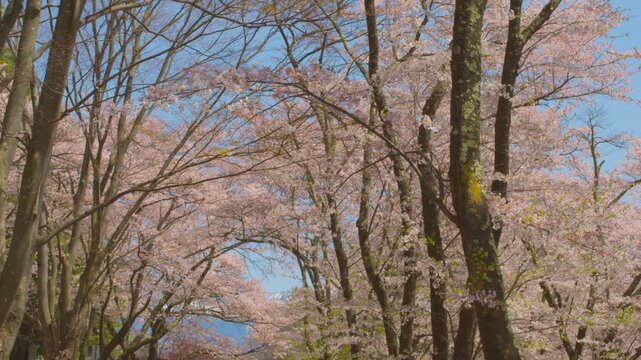 澄み切った青空」の写真素材 | 4,355件の無料イラスト画像 | Adobe Stock