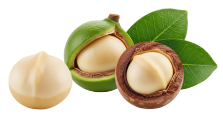 Isolated macadamia nuts