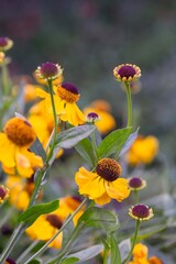 Yellow flowers of helenium in the garden on a flowerbed. Gardening, landscape design.