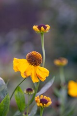 Yellow flowers of helenium in the garden on a flowerbed. Gardening, landscape design.