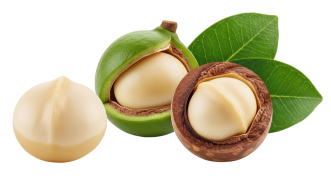 Isolated macadamia nuts