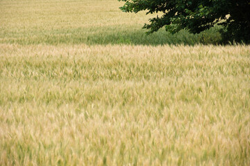 江別市の小麦畑 Wheat Field in Ebetsu