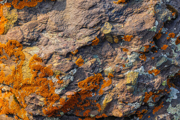 Close-up of textured rock covered in orange and grey-white lichen