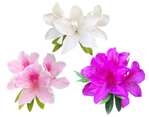 可憐に咲くつつじの花々