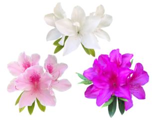 可憐に咲くつつじの花々