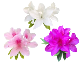 Gardinen Azalee 可憐に咲くつつじの花々  © kmk.m